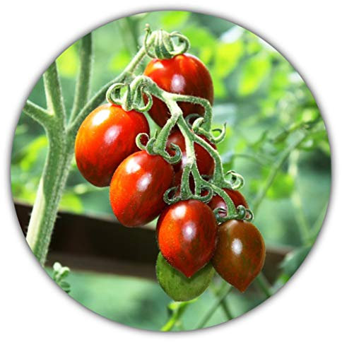 Mexikanische Honigtomate (Miel du Mexique) / 20 Samen/Ertragreiche und Pflegeleichte Sorte/Süße Tomaten