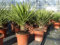 gruenwaren jakubik Yucca-Filamentosa 60-70 cm, Palmlilie, Asparagaceae, Ferald's Yucca Winterhart -28 °C