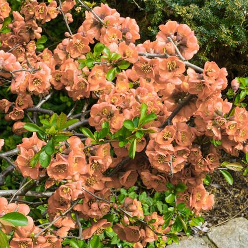 Flowering Ornamental Quince Chaenomeles x superba 'Orange Trail' in a 2L Pot