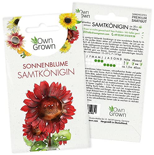 Sonnenblumen Saatgut für rote Sonnenblume Sorte Samtkönigin (Helianthus annuus), Premium Sonnenblumen Samen, Sonnenblume Saat zur Anzucht von ca. 20 Sonnenblumen Pflanzen, Blumensamen von OwnGrown