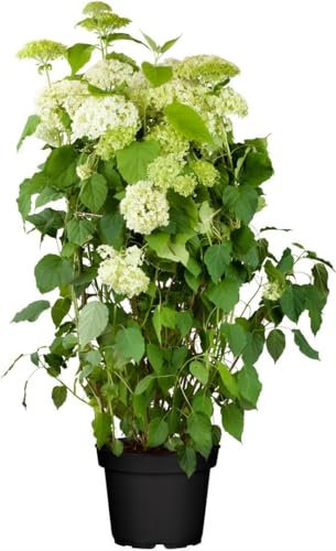 Hydrangea arborescens 'Annabelle' 80-100 cm – Winterhart, Mehrjährig, Pflegeleicht – Schneeballhortensie – Zierstrauch für Garten & Beet