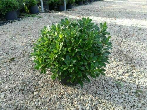 Pitosforo Pittosporum tobira pianta da siepe sempreverde in vaso bio ø12 cm h 30/40 cm Vivaio di Castelletto