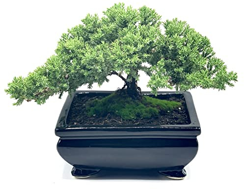 Live Dwarf Juniper Bonsai Tree | Indoor/Outdoor | 100% Handcrafted| Home and Office Décor | Best Gift for Holiday (L)