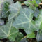 24 x Efeu Hibernica - Hedera hibernica Topf 9x9cm, für 3m² : Vielseitiger und robuster Efeu für Ihren Garten