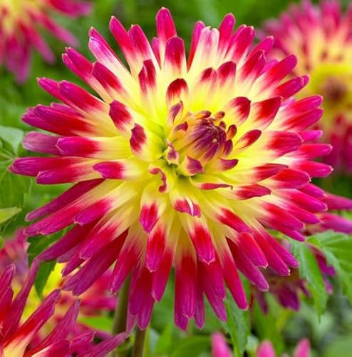 Votaniki Tahiti Dahlia Bulbs for Planting - Perennial Dahlia Bulbs, Large, Vibrant Blooms for a Long-Lasting Garden Display (1 Pack)