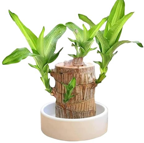 Brazil Lucky Wood, Sprouting Lucky Bamboos Wood, Hydroponic Potted Stump Plant, Brazilian Wood With Ceramic Pot,Brazilian Wood Kit Hydroponic Plant Decor For Entryway, Cafe