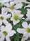 Clematis Early Sensation - Waldrebe Early Sensation - duftend