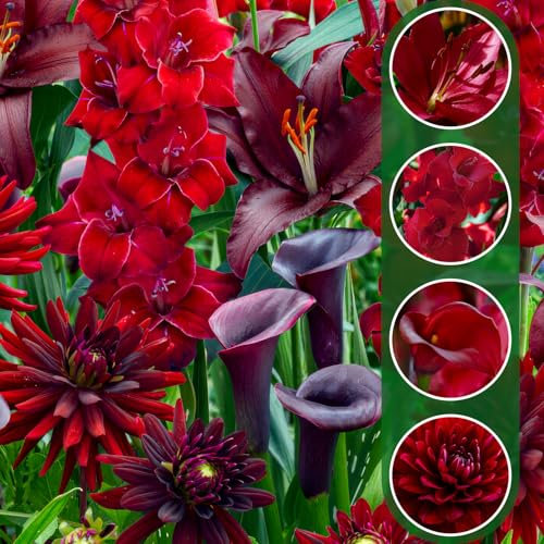 25 Sommerblumen zwiebeln Red Flame Mix (25 blumenzwiebeln) Gladiolen, Dahlien, Freesien, Lilien | Exklusive Mischung aus Holland | Mehrjährig Pflanzen für Garten, Töpfe (große Knollen)
