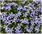 1 x Isotoma fluviatilis 'Country Park' (Winterhart/Staude/Bodendecker/Mehrjährig/Stauden) Blauer Bubikopf/Gaudich - Dauerblüher - Teppiche aus dunkeln Blau - Rasenersatz - von Stauden Gänge