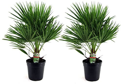 Plant in a Box - Chamaerops Humulis - Set de 2 - Palmier nain européen - Pot 21cm - Hauteur 70-80cm