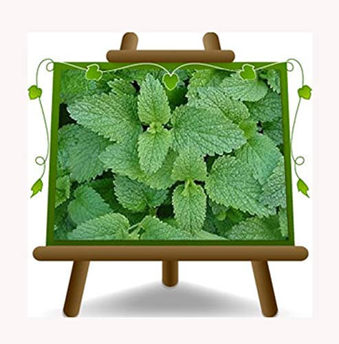 Melissa Officinalis – Citronella - Plante aromatique sur pot 14