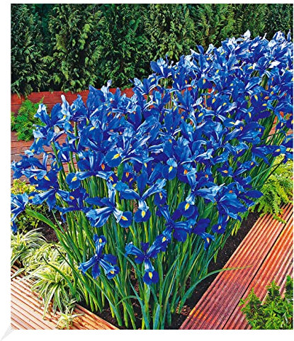 BALDUR Garten Iris Sea of Blue,25 Zwiebeln, winterharte Staude, Blumenzwiebeln, bienenfreundlich, pflegeleicht, blühend, Iris Hollandica, Schnittblume