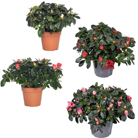 Pack de Cuatro Azaleas Naturales Plantas de Jardín o Terraza Ideales para el Hogar