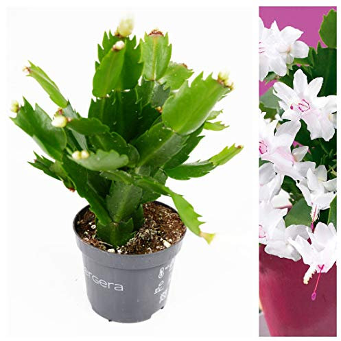 Christmas Cactus - Schlumbergera White Flowers - Arrives A in 10cm Pot