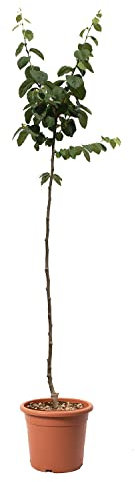 KENTIS - Pianta di Melo Cotogno - Cydonia Oblonga - Piante Vere da Esterno - Alberello da Frutto da Giardino - Vaso Ø 28 cm