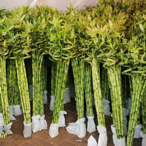 semi di bambù portafortuna giardino per esterni ornamentale 250pcs