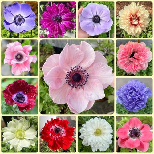 Semi di anemone autunnale - regali per gli amanti del Anemone catayensis - balcone sono 350pcs