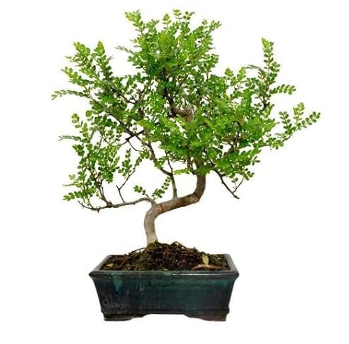 Bonsái Natural de Zanthoxylum Piperitum Comunmente Conocido como Pimentero Japonés