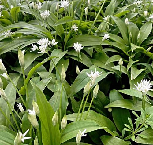 Bärlauch Samen, Allium ursinum, Wald Knoblauch, Wild Gemüse (100 Samen)