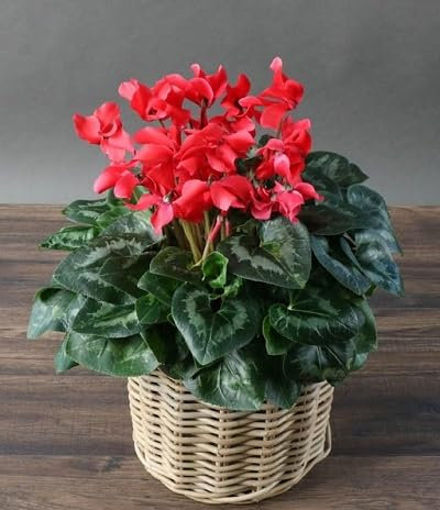 graines de fleurs de cyclamen 100pcs rouge
