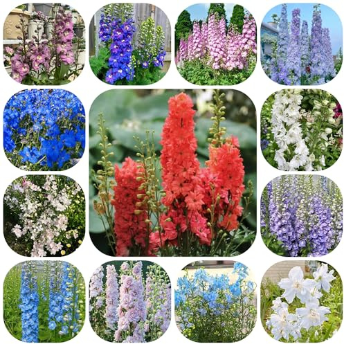 semi resistenti del delphinium, delphinium Balcone, resistenti to perenne, decorazione autunnale decorativi, 500pcs