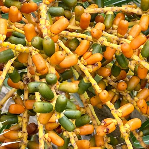 semi resistenti di palma da datteri - balcone rare biologici giardino 50pcs