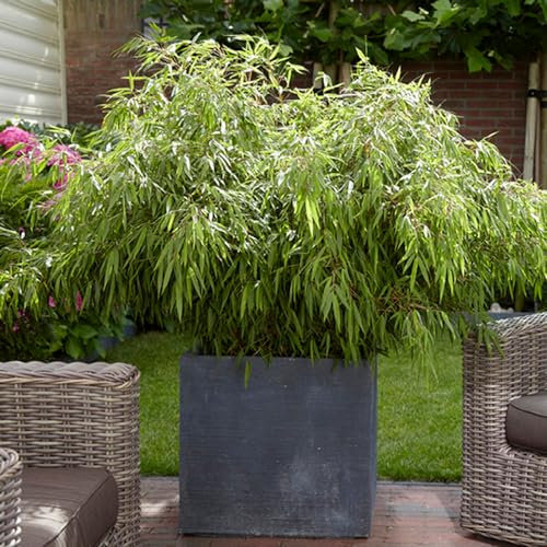 YouGarden Fargesia rufa 'Fountain' Bamboo in a 2L Pot 40cm Tall, Evergreen Clump-Forming Bamboo Plant for Outdoors, Pots and Patios Grow to Max Height of 3m, Perfect for Containers