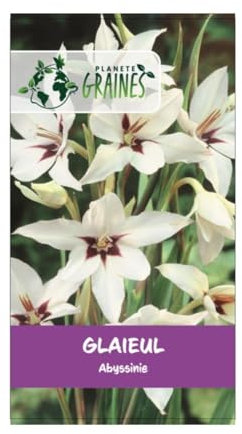 10 bulbes de fleurs Glaïeul d'Abyssinie - fleur de paon