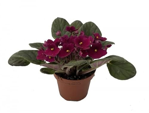 Violeta Africana Flor de Exterior | Planta Natural con Flores | Colores Mixtos | Flor Saintpaulia