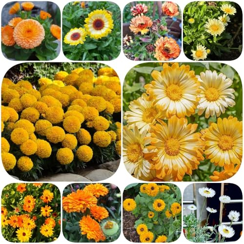 Semi di calendula - farfalle decorazioni da giardino per esterni semi di selvatici resistenti per luoghi soleggiati Calendula officinalis 800pcs