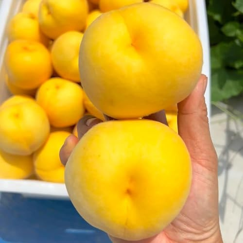 12 piezas Semillas resistentes del melocotonero - decorativas jardín de en resistentes perennes, de nectarina