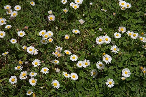 Wildes Gänseblümchen 500 Samen