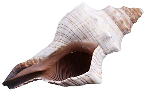 Coquillages naturels conque océanique 3-7 pouces coquillages géants parfaits pour la décoration de mariage décorations d ' aquarium de fête à thème de plage coquille de conque pour décor d ' aquarium