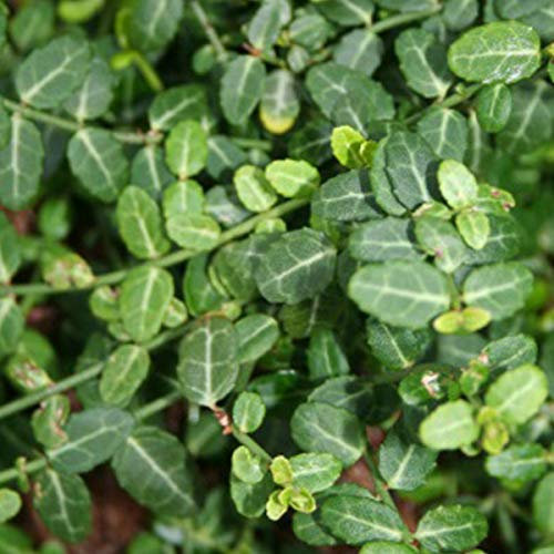 Kriechspindel 'Minimus' - Euonymus Fortunei 'Minimus' - 15-20 cm Topf - Kompakte Wuchsform, guter Bodendecker