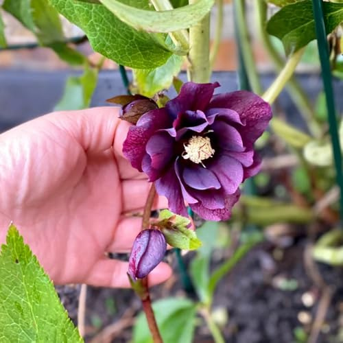 christrose christrosen - hochbeet christrosensamen, winterharte blumenwiese 300pcs