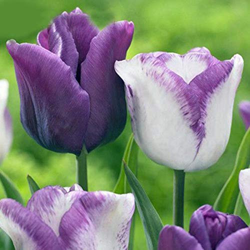 50Pcs Tulip Seeds Garden Yard Ornamental Flower Home Office Table Bonsai Decor - Tulip Seed - Flower Seed Vegetable Seeds Fruit Seeds Garden Plant Seed