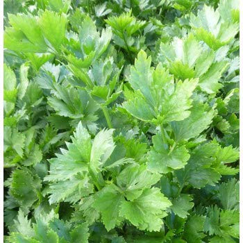 SEDANO GEWONE SNIJ NR.300 SEMI