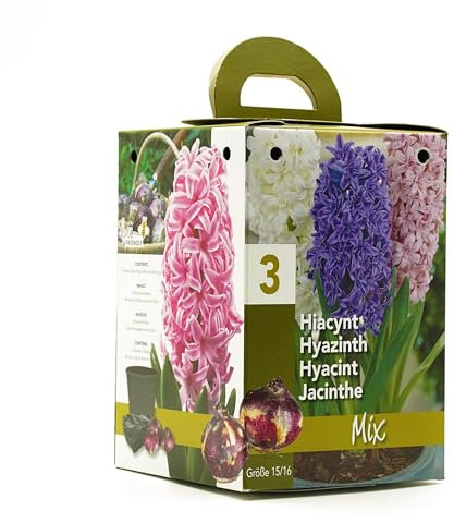 Mixed Hyacinth Gift Box | Complete Growing Kit with 3 Mixed Colour Hyacinth Bulbs | Bee-Friendly | Ideal Present for Any Occasion | Easy to Grow Indoors