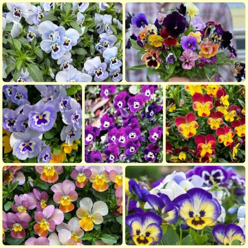 Semi di viola del pensiero, Le da giardino sono Le viola del pensiero sono 300pcs