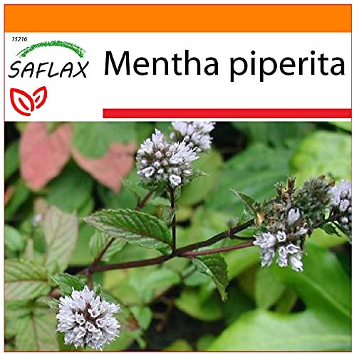 SAFLAX - Jardin dans le sac - Menthe poivrée - 300 graines - Mentha piperita