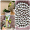 50 pcs Zauberbohnen Pflanze Samen, Seltene Pflanzen serie Zauberbohne, Magische Bohnen Mix, bonsai samen, zimmerbonsai bonsai winterharte stauden topf pflanze pflanztöpfe indoor garten