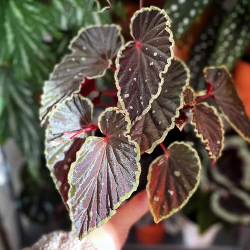 semillas de begonia lugares soleados Begonia trucha decoración invernaderos de balcón semillas decoración sala estar jardineros 750pcs