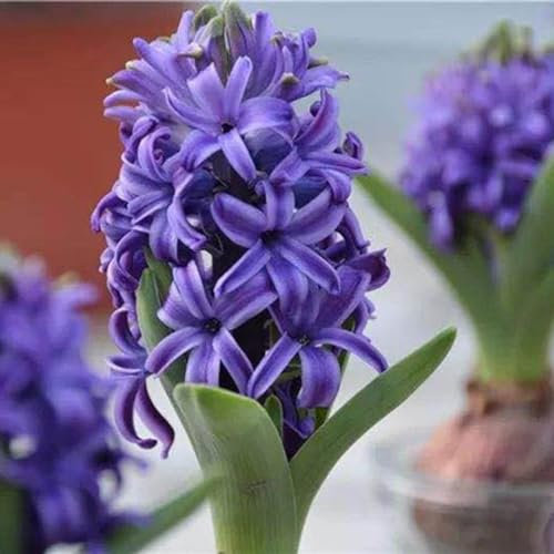 Hyazinthenzwiebel-Winterhart MehrjäHrig,Hyazinthen Zwiebeln,HyazinthenblüTen,Traubenhyazinthen,Hyazinthen Rhizome,Schnittblumen,Bonsai Pflanze-6zwiebeln-e