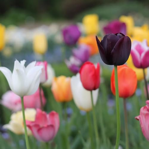 I bulbi a tulipano sono bulbi resistenti al freddo che possono essere piantati sia a nord che a sud. Sono facili da curare e fioriscono bene-15 cipolle-b