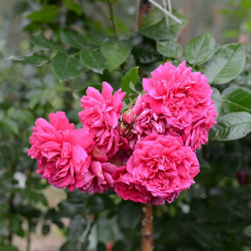 KA3474 Climbing Hybrid Tea Rose Plant 'Laguna' Rosa Deciduous Hardy Shrub Fragrant Double Pink Blooms Easy to Grow Your Own Garden Flowers 80-100cm Tall 4-Litre Potted Plant by Thompson and Morgan