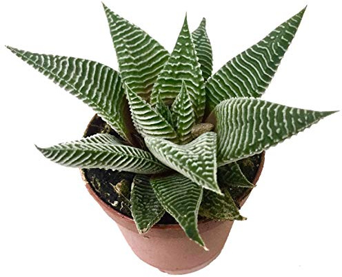 Haworthia Limifolia Cactus Piel de Cocodrilo en Maceta Pequeña Suculenta