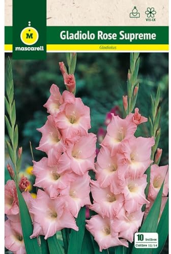 Mascarell Semillas, GLADIOLO ROSE SUPREME, Semillas Bulbosas, Bulbos de Flores Primavera Fácil de Cultivar, Bolsa 10 Bulbos
