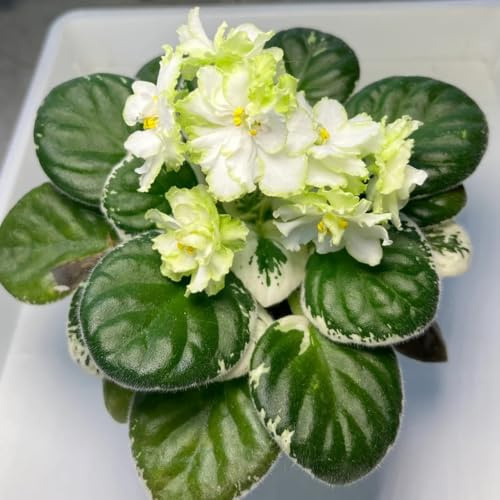 usambaraveilchen - kräuterpflanzen winterharte kübelpflanzen indoor kräutergarten frühlingsblumen bodendecker blumensaat zimmerpflanzen zimmerbonsai steingartenpflanzen 100samen