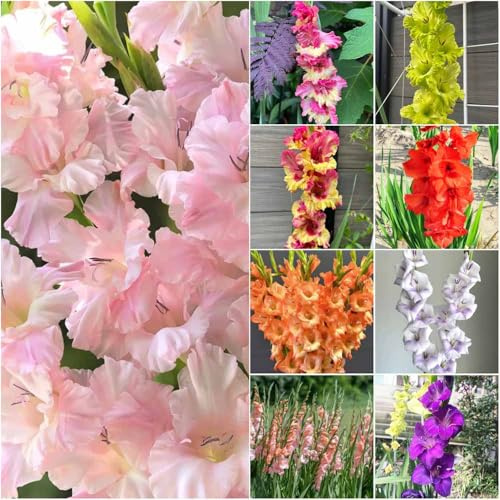 bulbi di gladioli in giardino resistenti all'aperto resistenti bulbi di gladioli per giardino per decorare balconi 9pcs