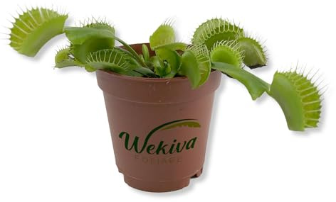 Venus Flytrap - Live Starter Plant in a 2 Inch Pot - Dionea Muscipula - Beautiful Easy Care Indoor Tropical Carnivorous Plants